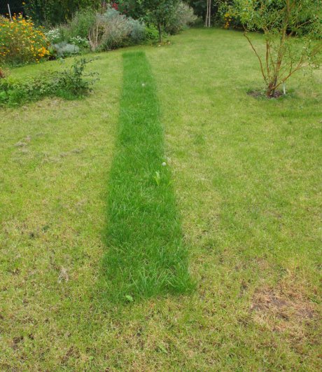 A lawn